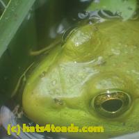 /home//u458753944/public_html/sourcegallery//Frogs/More bullfrogs/P7150861.JPG